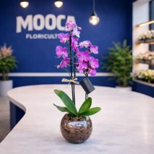 Orquídea no Aquário